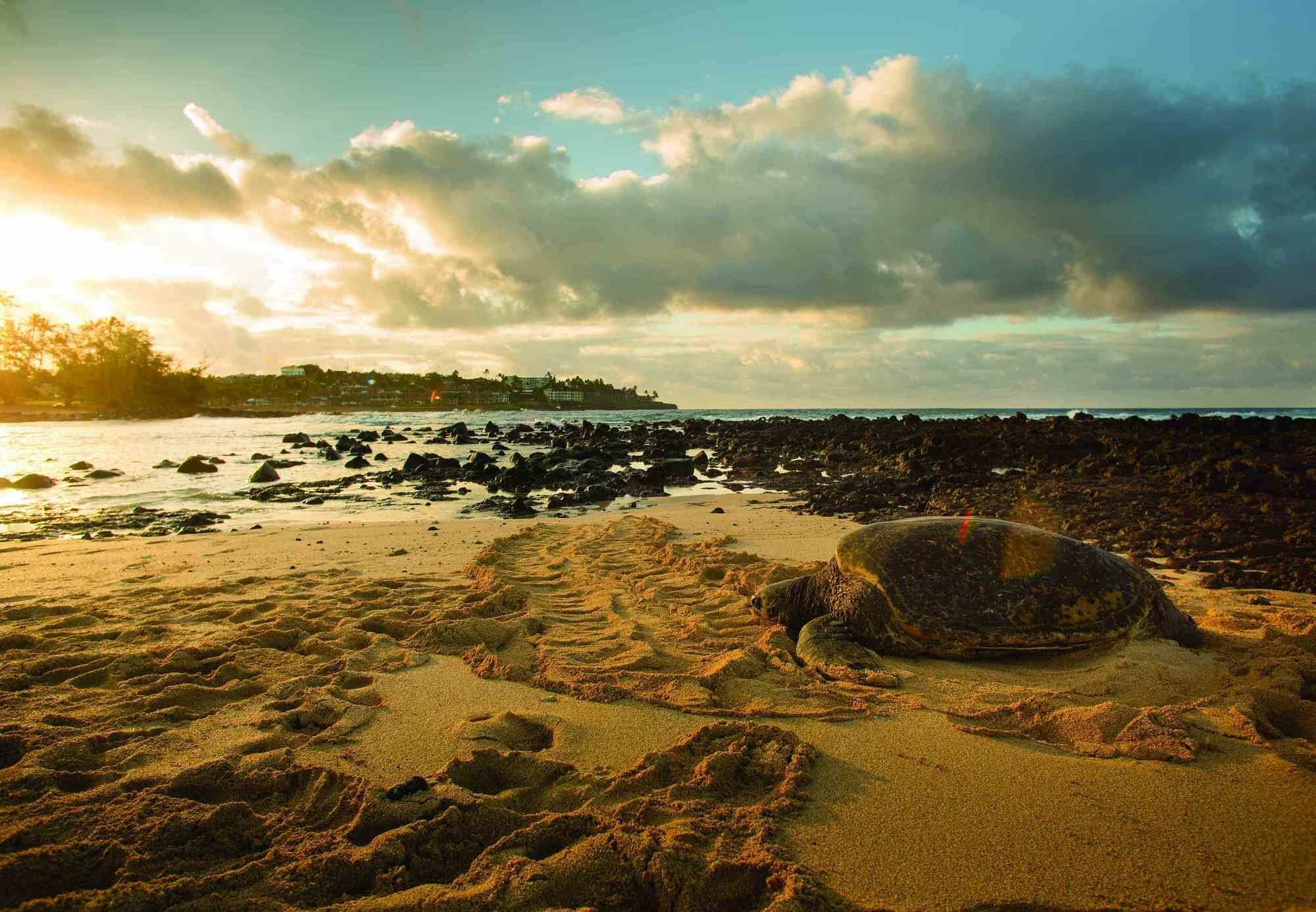 Marriott'S Waiohai Beach Club Колоа Экстерьер фото